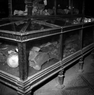Vitrina con huesos en el Museo de Historia Natural
