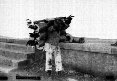 FIGHTING COCKS