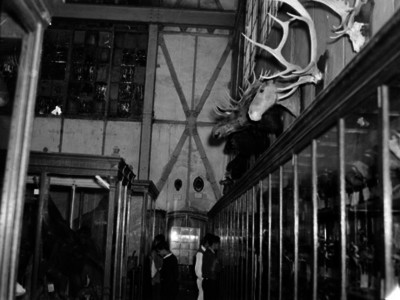 Visitantes observan animales disecados en el Museo de Historia Natural