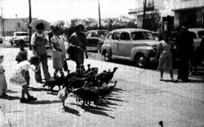 Venta ambulante de guajolotes para Navidad