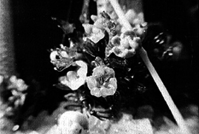 Ramo de flores en vidrio soplado