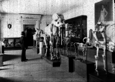 Visitante en el Museo Nacional, Sala de mamíferos