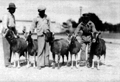 Hombres tomando del cuello a cabras durante una exposición ganadera, retrato