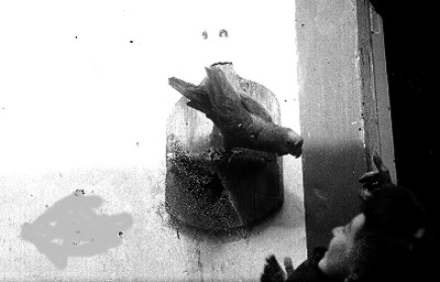 Perico parado en una madera mirando a una mujer