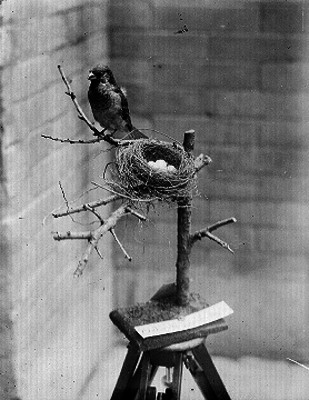 Pájaro junto a su nido con huevos