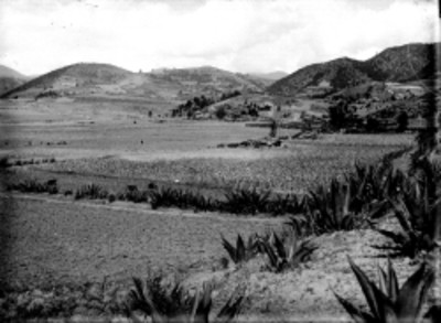 Mujer y niños pastorean borregos, panorámica
