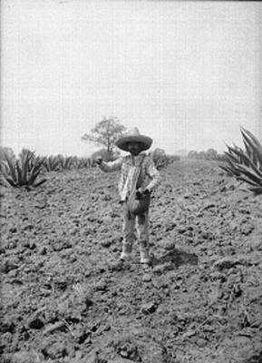 Campesino en campo de cultivo