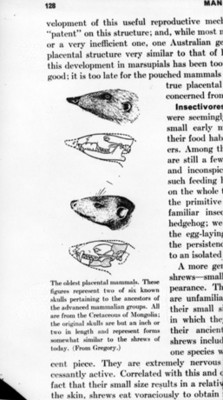 Dibujo cráneos de mamíferos prehistóricos, reprografía