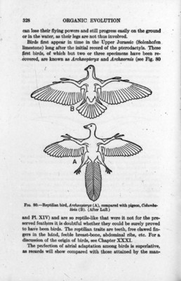Diagrama referente a la comparación entre un archaopteryx y una paloma, reprografía