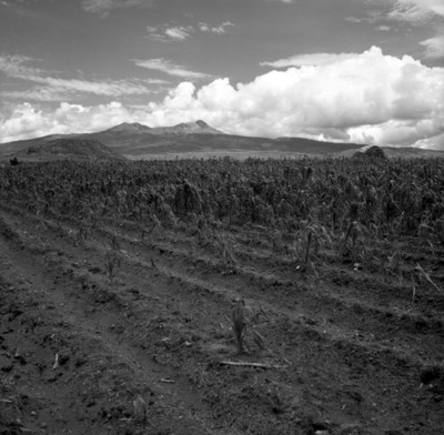 Cultivo de maíz, panorámica