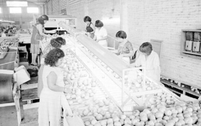 Obreros empacando naranjas