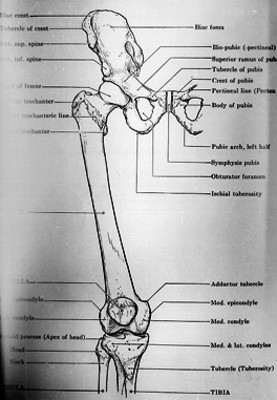 Ilustración de los huesos de cadera y rodilla