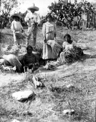 La industria de la palma familia popolaca