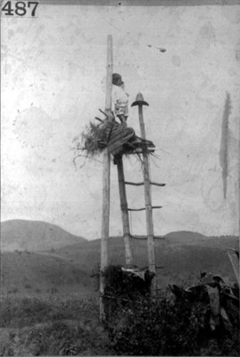 Niño indígena cuidando el cultivo, " Cuervero"