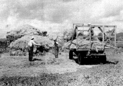 Campesinos cargando paja a un camión en una comunidad menonita