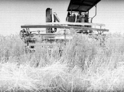 Agricultores operando una trilladora en un campo de trigo