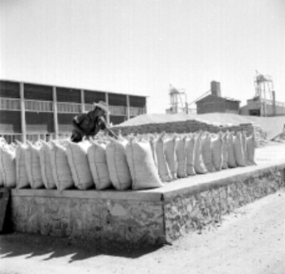 Bodegas de la CONASUPO, en plena actividad, durante un embarque de trigo