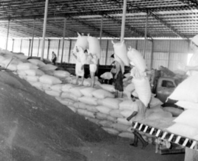 Estibadores cargando costales de trigo en una bodega de Mexicali