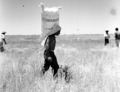 Hombre cargando bulto de trigo de la CONASUPO en un campo de cultivo