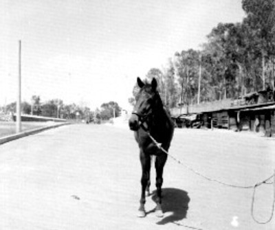 Policía con caballo