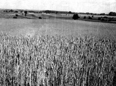 Espigas de trigo