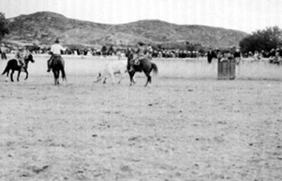 Hombres montan a caballo dentro de rodeo y atrapan una res