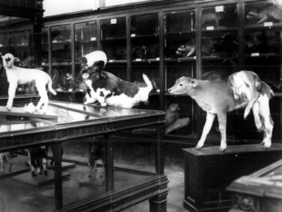 Animales con deformaciones disecados en el Museo de Historia Natural