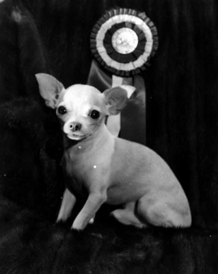 Perro chihuahua cargado por una mujer con abrigo