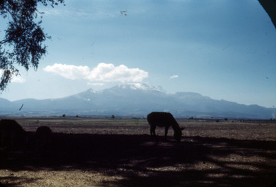 Asnos en un campo, al fondo el Iztaccihuatl
