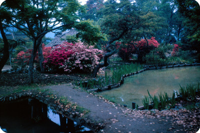 Vista de Jardin de ciruelo