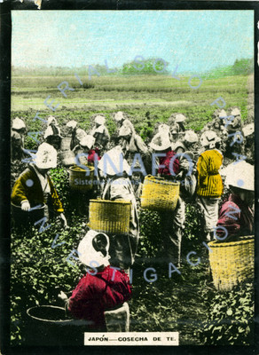 Mujeres y niñas en plantación recogen la "cosecha de te"