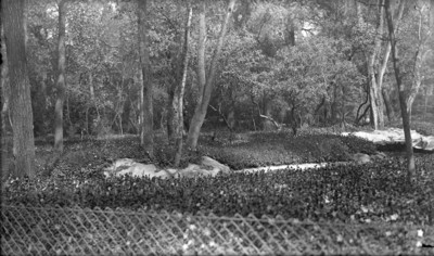 Prados junto al lago del vivero de Chapultepec