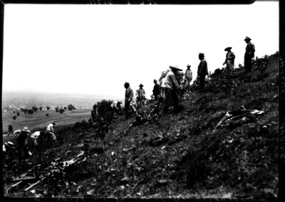 Trabajadores plantan árboles en el Cerro de la Estrella