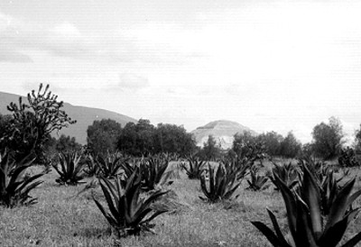 Magueyal contiguo a la Pirámide del Sol