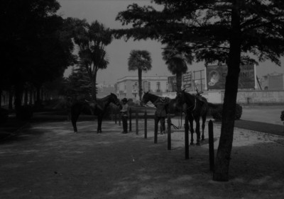 Hombres atan caballos a unos arboles