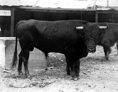 Toro bonito que fue indultado por noble y bravo
