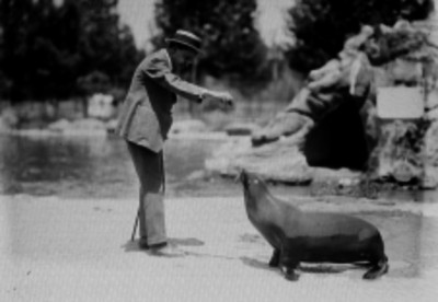 Hombre alimenta a una foca