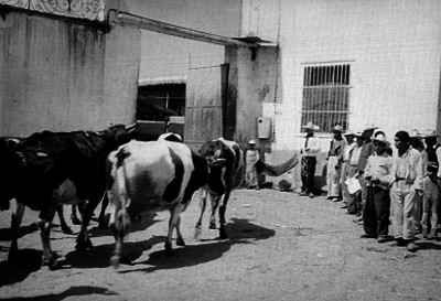 Tablajeros observando la entrada de ganado al rastro