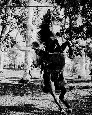 Hombre realizando acrobacias sobre un caballo