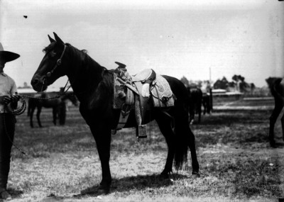 Caballo en un corral