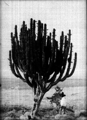 Campesino junto a un cactus