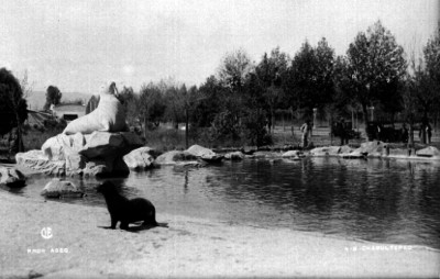 Foca en el Zoológico de Chapultepec