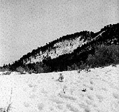 Paisaje de un volcán con árboles, nevado