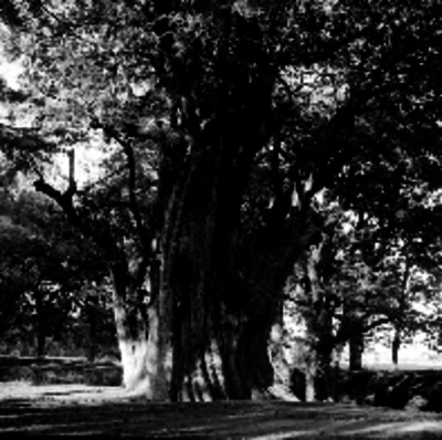 Ahuehuete en la hacienda de Galindo
