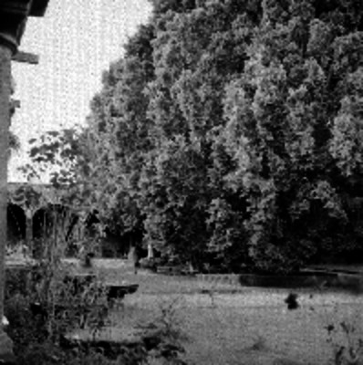 Patio con un árbol frondoso en la hacienda Galindo