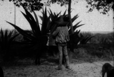 Tlachiquero vierte aguamiel en barril