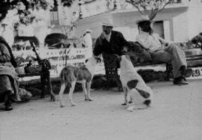 Perros observando comer a dos campesinos en la banca de un parque