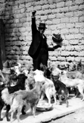 Hombre vestidos elegante alimentado a perros callejeros en un barrio pobre