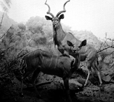 Antílopes disecados en el museo de historia natural