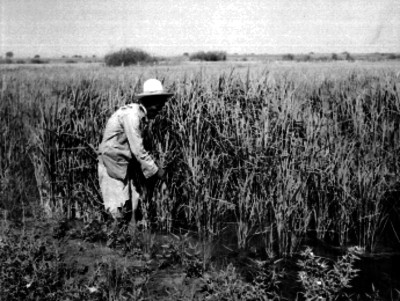 Campesino de edad avenzada trabajando en el campo